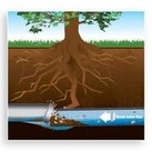 Remove Roots with Root X