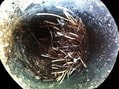 sewer video inspection